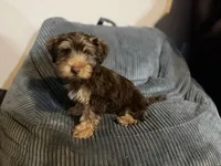 Puppy #1, a male Yorkshire Terrier for sale in Anna, TX – 4 of 4