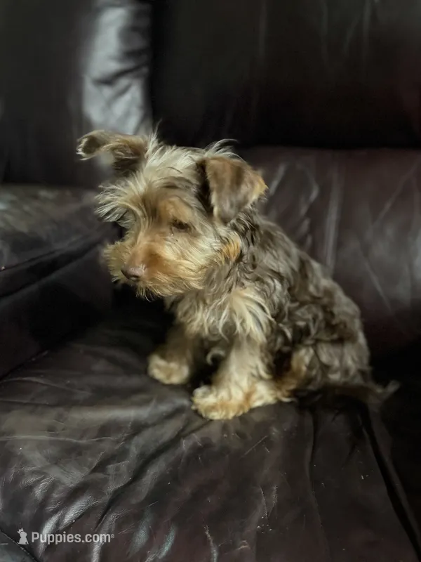 Male Puppy #1 – Yorkshire Terrier puppy for sale in Anna, TX