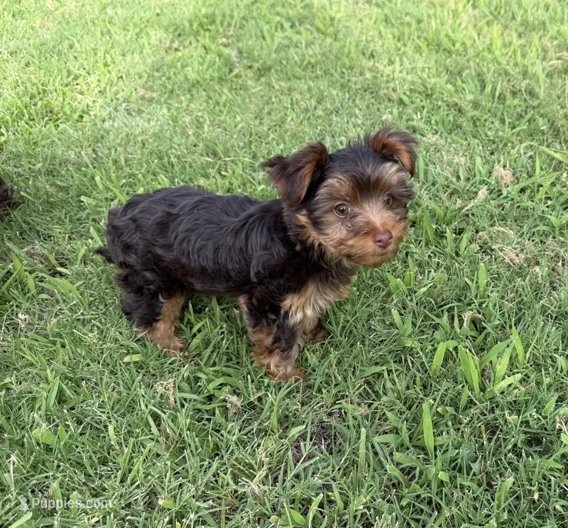 Puppy #4 – Yorkshire Terrier puppy for sale in Anna, TX