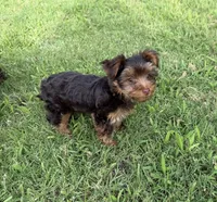 Puppy #4, a female Yorkshire Terrier for sale in Anna, TX – 1 of 2