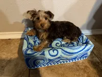 Puppy #1, a male Yorkshire Terrier for sale in Anna, TX – 2 of 5