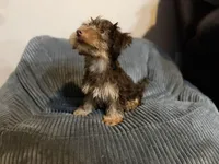Puppy #1, a male Yorkshire Terrier for sale in Anna, TX – 2 of 4