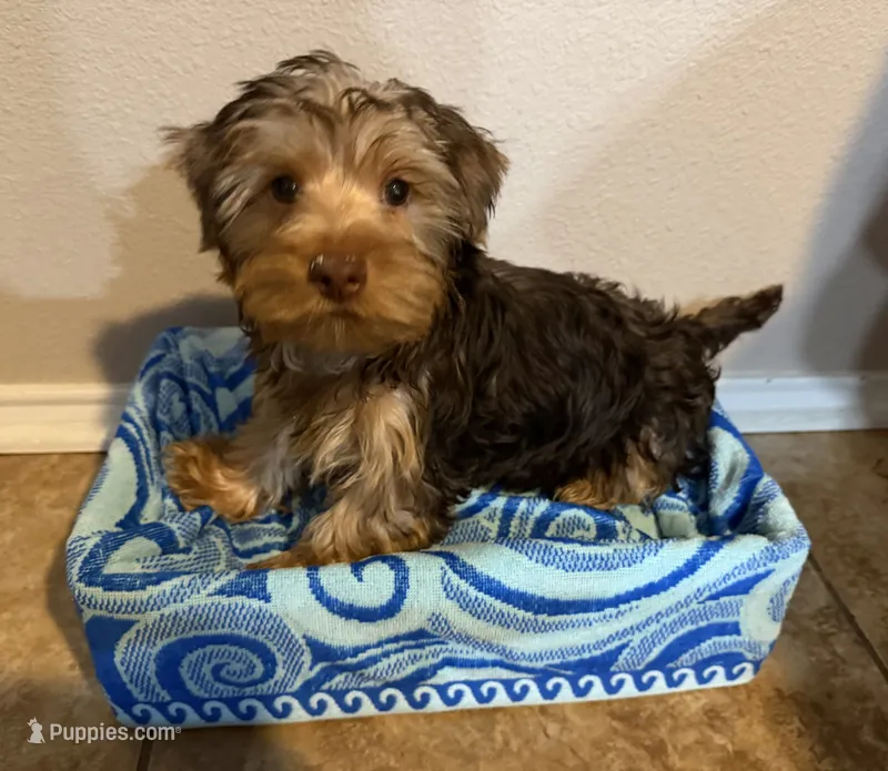 Puppy #2 – Yorkshire Terrier puppy for sale in Anna, TX