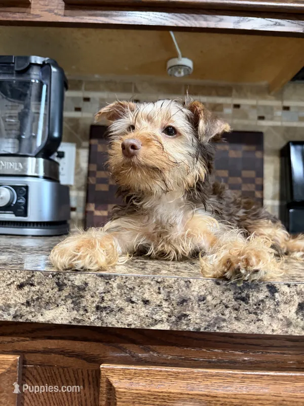 Puppy #3 – Yorkshire Terrier puppy for sale in Anna, TX