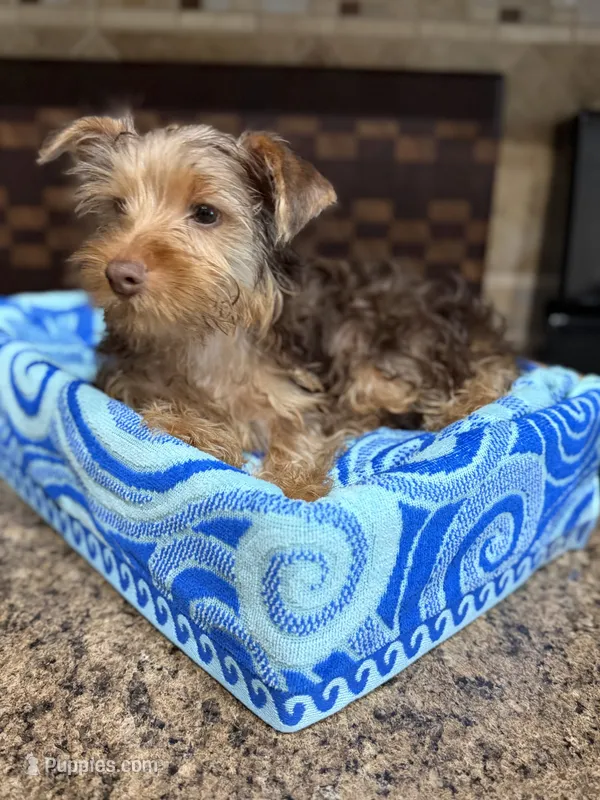 Puppy #1 – Yorkshire Terrier puppy for sale in Anna, TX
