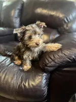 Female Puppy  , a female Yorkshire Terrier for sale in Anna, TX – 2 of 5