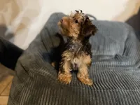 Puppy #1, a male Yorkshire Terrier for sale in Anna, TX – 3 of 4