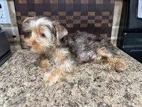 Puppy #1, a male Yorkshire Terrier for sale in Anna, TX – 5 of 5