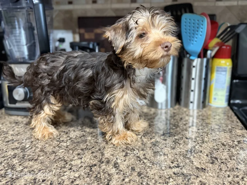 Puppy #2 – Yorkshire Terrier puppy for sale in Anna, TX