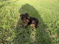Puppy #4, a female Yorkshire Terrier for sale in Anna, TX – 2 of 2