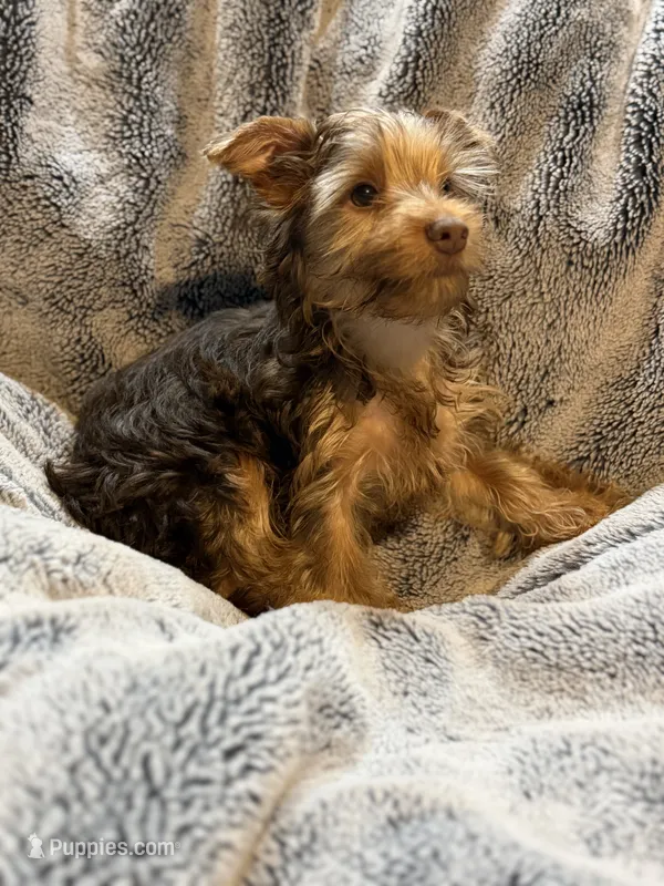 Puppy #3 – Yorkshire Terrier puppy for sale in Anna, TX