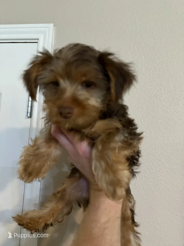 Puppy #3 – Yorkshire Terrier puppy for sale in Anna, TX