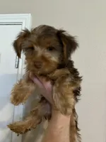 Puppy #3, a male Yorkshire Terrier for sale in Anna, TX – 1 of 1