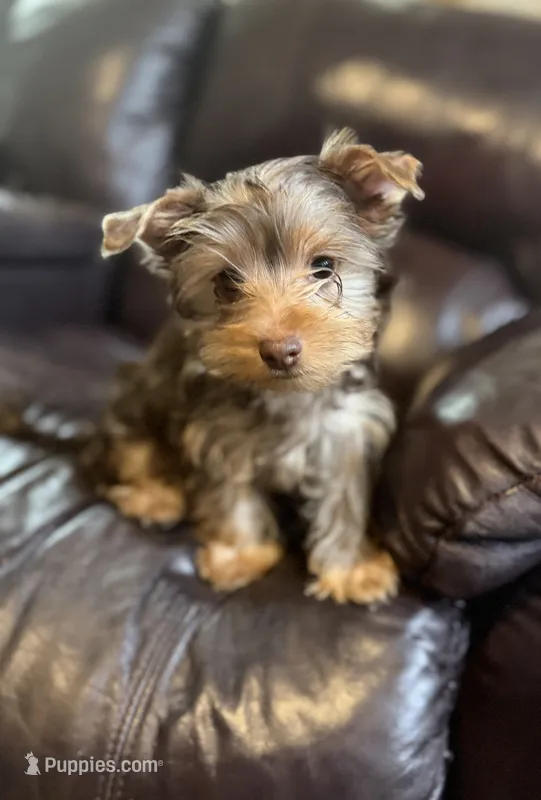 Female Puppy   – Yorkshire Terrier puppy for sale in Anna, TX
