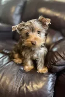 Female Puppy  , a female Yorkshire Terrier for sale in Anna, TX – 1 of 5