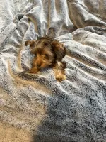 Female Puppy  , a female Yorkshire Terrier for sale in Anna, TX – 5 of 5
