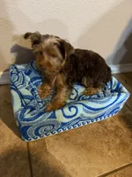 Puppy #1, a male Yorkshire Terrier for sale in Anna, TX – 4 of 5