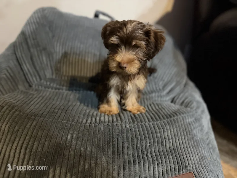 Puppy #1 – Yorkshire Terrier puppy for sale in Anna, TX