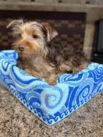 Male Puppy #1, a male Yorkshire Terrier for sale in Anna, TX – 2 of 7