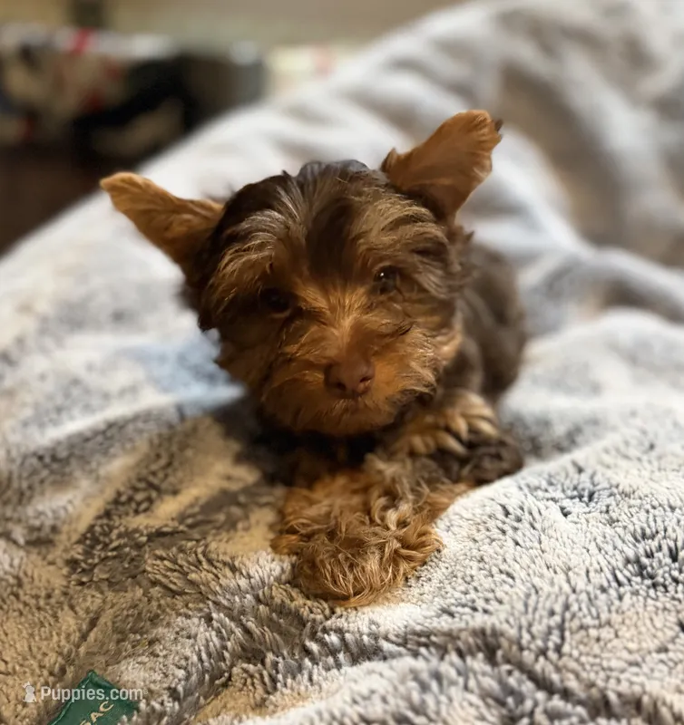 Puppy #4 – Yorkshire Terrier puppy for sale in Anna, TX