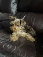 Male Puppy #1, a male Yorkshire Terrier for sale in Anna, TX – 5 of 7