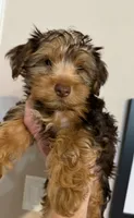 Puppy #2, a male Yorkshire Terrier for sale in Anna, TX – 1 of 1