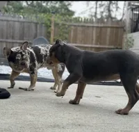 French Bulldog X American Bully Merle male , a male French Bulldog and American Bully for sale in Albany, NY – 2 of 5