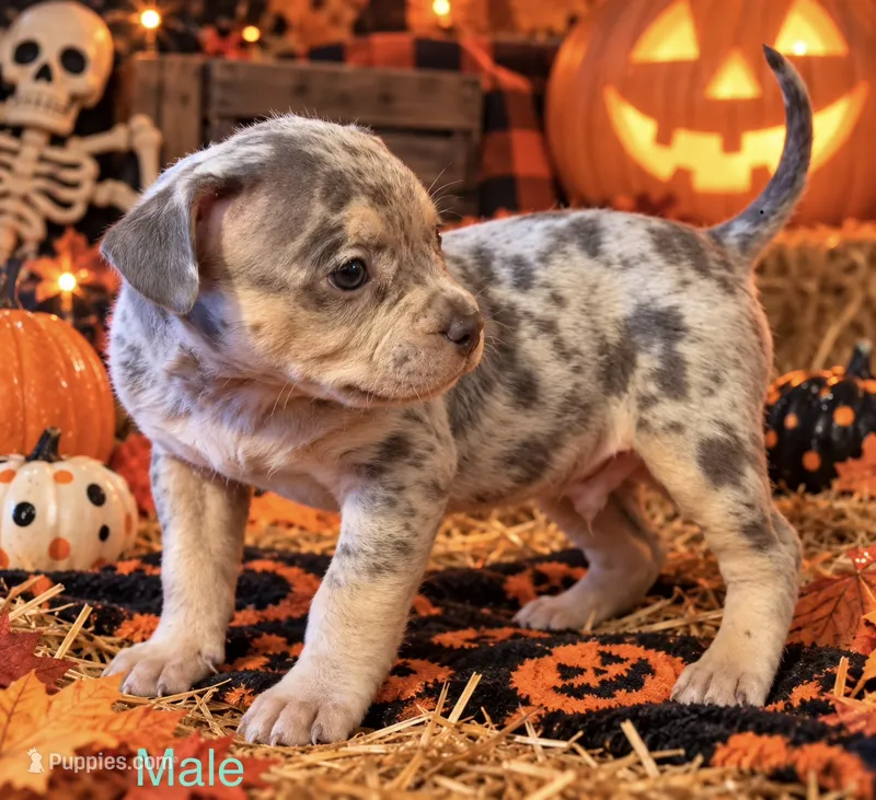 French Bulldog X American Bully Merle male  – French Bulldog, American Bully puppy for sale in Albany, NY