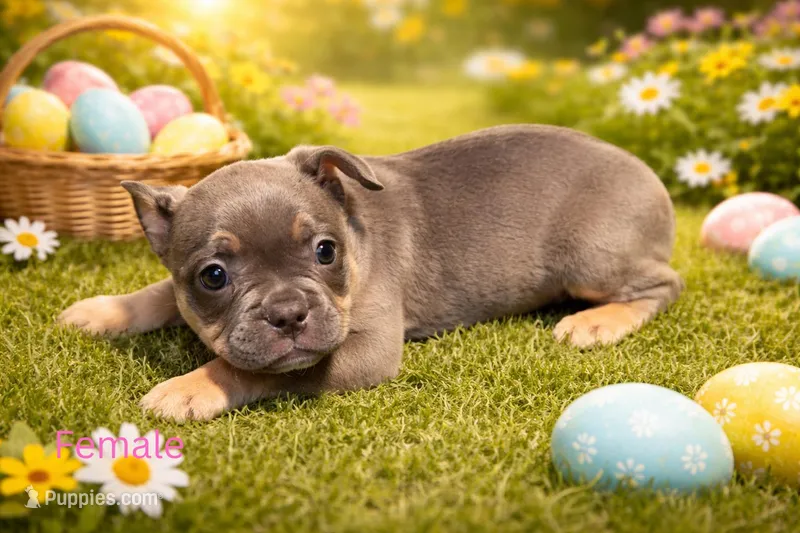French Bulldog x American Bully  – French Bulldog, American Bully puppy for sale in Albany, NY