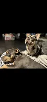 French Bulldog X American Bully Merle male , a male French Bulldog and American Bully for sale in Albany, NY – 4 of 5