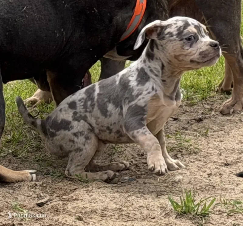 French Bulldog x American bully  – French Bulldog, American Bully puppy for sale in Albany, NY