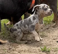 French Bulldog x American bully , a female French Bulldog and American Bully for sale in Albany, NY – 1 of 4