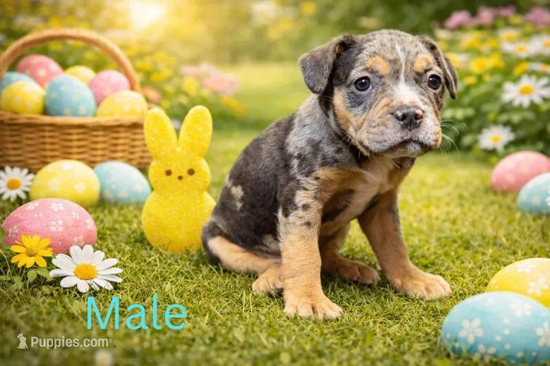French Bulldog X American Bully  – French Bulldog, American Bully puppy for sale in Albany, NY