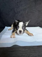 French Bulldog x American bully, a female French Bulldog and American Bully for sale in Albany, NY – 3 of 6