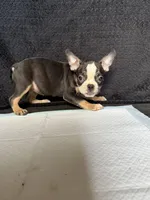 French Bulldog x American bully, a female French Bulldog and American Bully for sale in Albany, NY – 4 of 6
