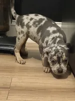 French Bulldog x American bully , a female French Bulldog and American Bully for sale in Albany, NY – 3 of 4
