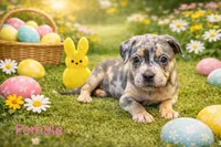 French Bulldog x American bully , a female French Bulldog and American Bully for sale in Albany, NY – 2 of 4