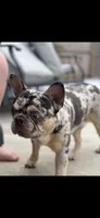 Male black & tan French Bulldog x American bully , a male French Bulldog and American Bully for sale in Albany, NY – 5 of 5