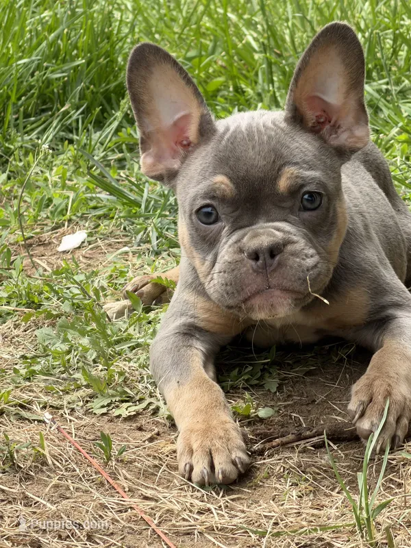 French Bulldog x American Bully  – French Bulldog, American Bully puppy for sale in Albany, NY