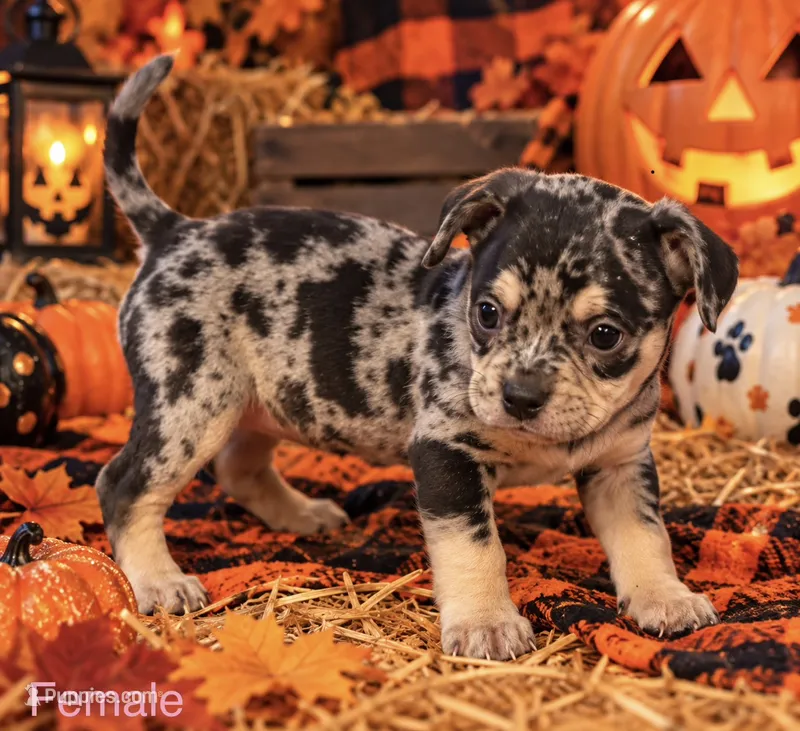 French Bulldog X American Bully Merle female  – French Bulldog, American Bully puppy for sale in Albany, NY