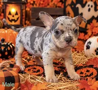 French Bulldog X American Bully Merle male, a male French Bulldog and American Bully for sale in Albany, NY – 1 of 5