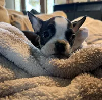 French Bulldog x American bully, a female French Bulldog and American Bully for sale in Albany, NY – 1 of 6