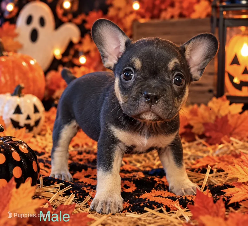 Male black & tan French Bulldog x American bully  – French Bulldog, American Bully puppy for sale in Albany, NY