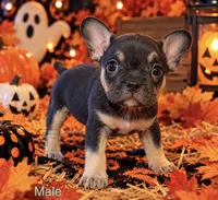 Male black & tan French Bulldog x American bully , a male French Bulldog and American Bully for sale in Albany, NY – 1 of 5