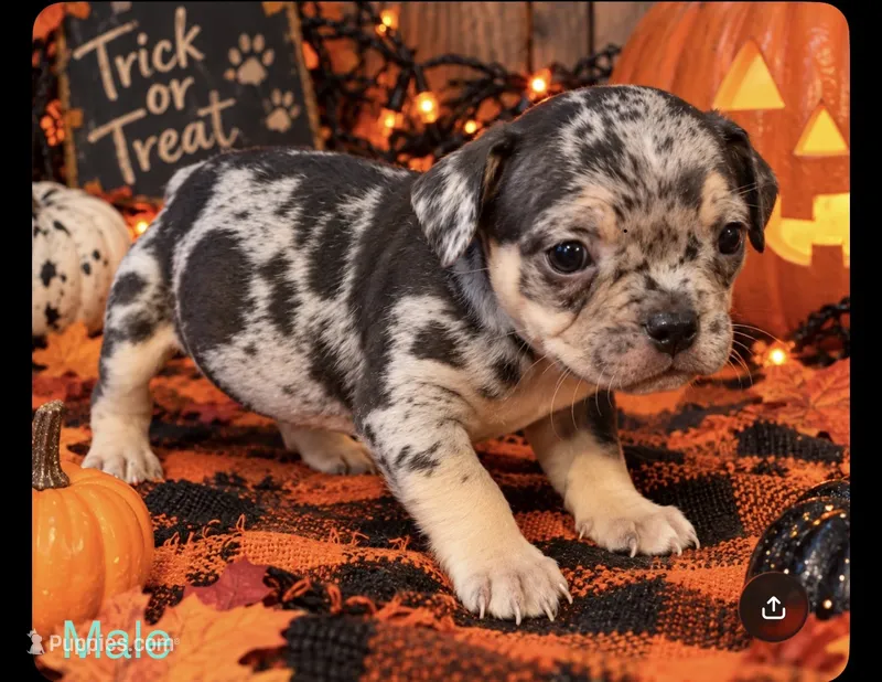 French Bulldog X American Bully Merle male  – French Bulldog, American Bully puppy for sale in Albany, NY