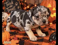 French Bulldog X American Bully Merle male , a male French Bulldog and American Bully for sale in Albany, NY – 1 of 5