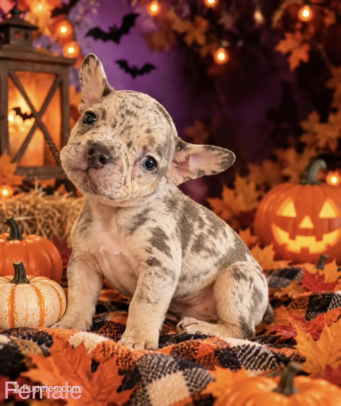 French Bulldog X American Bully Female Merle  – French Bulldog, American Bully puppy for sale in Albany, NY