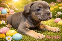 French Bulldog x American Bully , a female French Bulldog and American Bully for sale in Albany, NY – 1 of 1