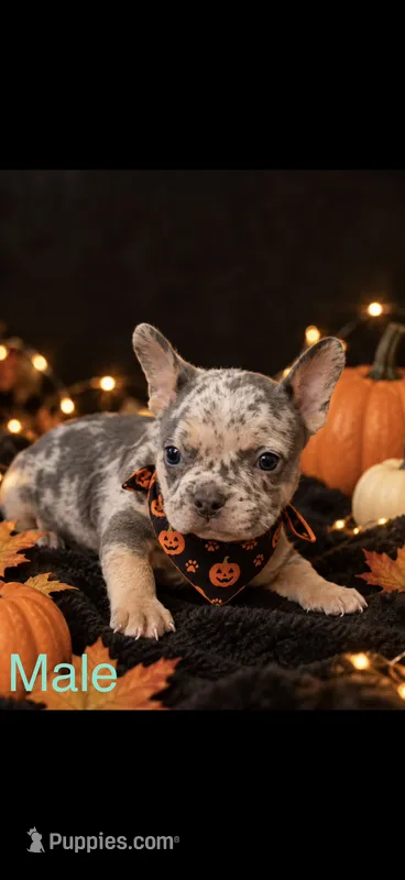 French Bulldog X American Bully Merle male  – French Bulldog, American Bully puppy for sale in Albany, NY
