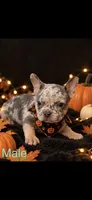 French Bulldog X American Bully Merle male , a male French Bulldog and American Bully for sale in Albany, NY – 1 of 5